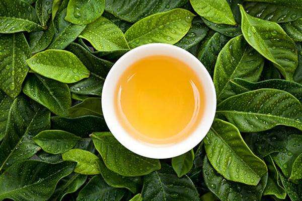 云南古樹(shù)茶的口感特征詳解